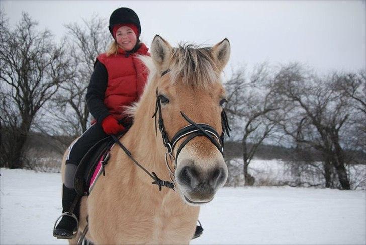 Fjordhest Karla billede 6