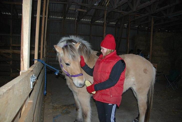 Fjordhest Karla - Ihh. Hun er nysgerrig :P billede 7