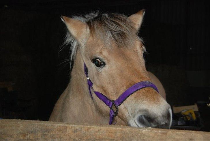 Fjordhest Karla billede 8