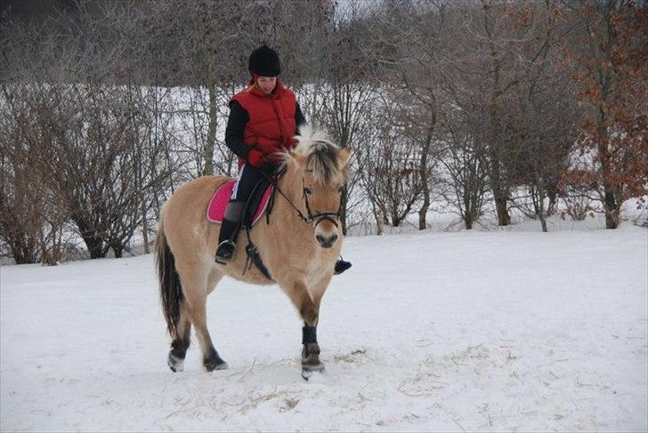 Fjordhest Karla billede 9