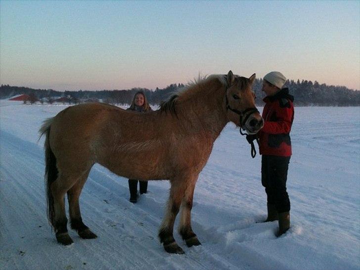 Fjordhest Karla - Åhhh. Lige da vi fik hende hjem! <3 billede 10
