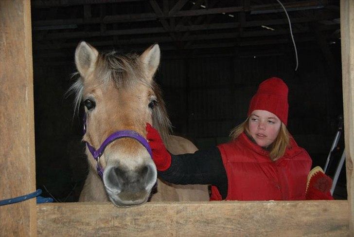 Fjordhest Karla - Åhh... Dagen efter jeg fik hende :) billede 11