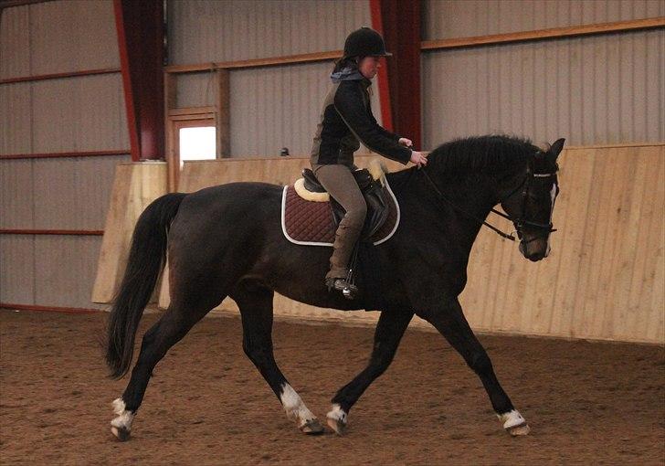 Dansk Varmblod Cor de'Light (Comet) - Januar 2011, billede taget af NB billede 16