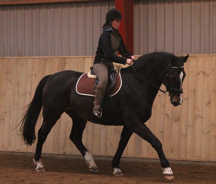 Dansk Varmblod Cor de'Light (Comet) - Januar 2011, billede taget af NB billede 17