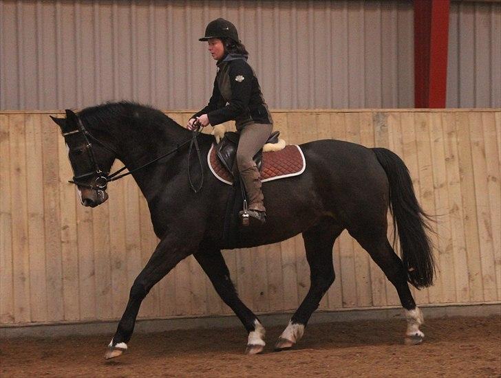 Dansk Varmblod Cor de'Light (Comet) - Januar 2011, billede taget af NB billede 18