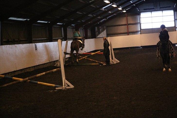 New Forest sasha - Spring d. 19 dec. billede 15