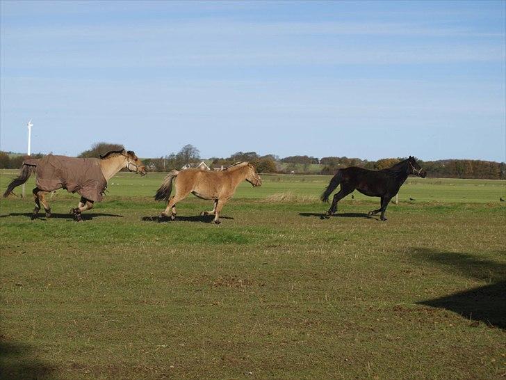 Anden særlig race Perle (Trænede/Red) - Flickas(Den sorte/mørkebrune pony) første tur på folden efter hun forsvandt - her leger Perle med de andre(-: Foto: Signe billede 7