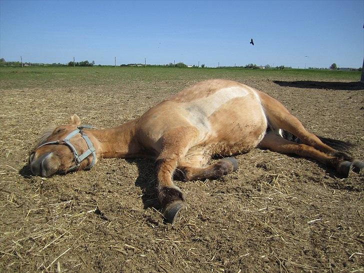 Anden særlig race Perle (Trænede/Red) - Her tager hun lige en slapper en V A R M dag i april måned 2011(-: billede 8