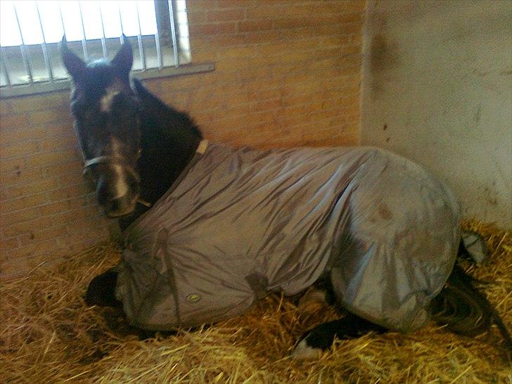 Anden særlig race  flik flak billede 6