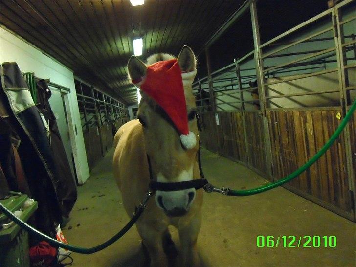 Fjordhest Ceres Mørk. (GL. part) billede 14