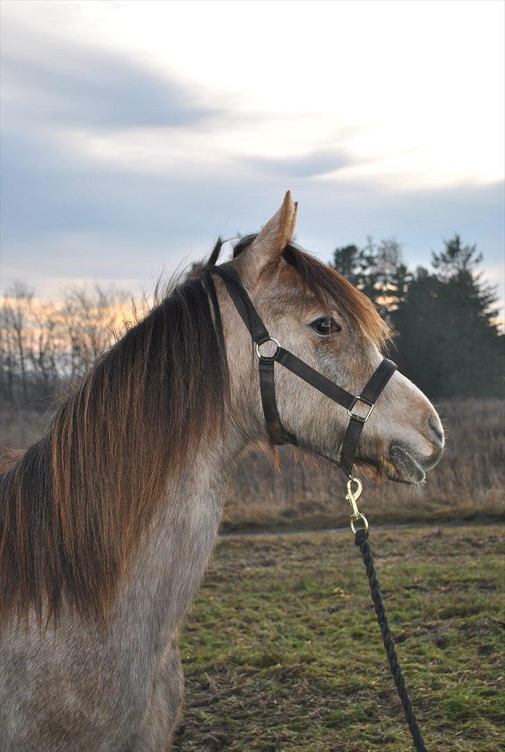 Anden særlig race Gaia billede 11