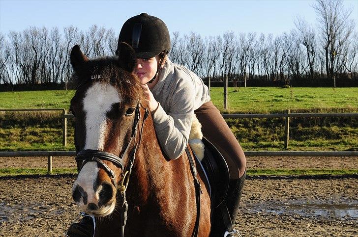 Welsh Cob (sec D) | Rytterbjergets Nico - Lukas  - nuré hvor jeg dog elsker dig bette pony I-: billede 11