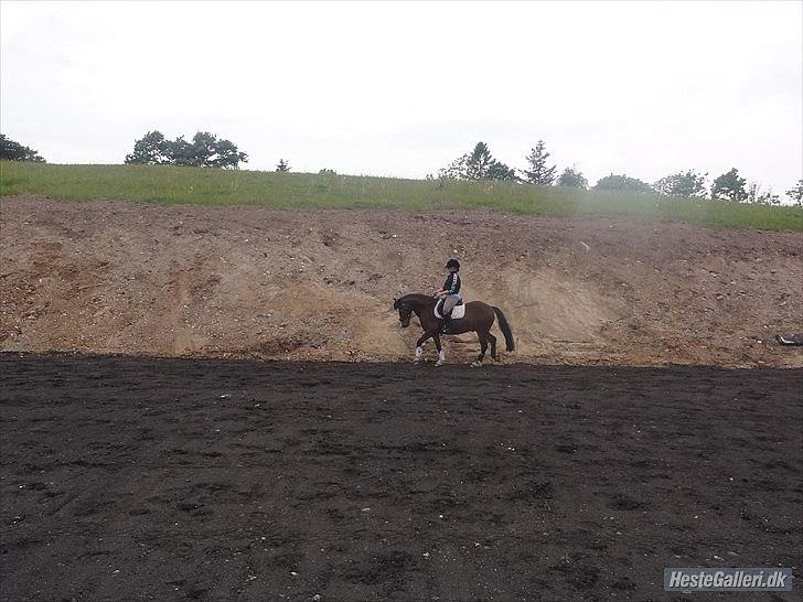 Welsh Cob (sec D) | Rytterbjergets Nico - Lukas  - Træning den 26 Maj 2011 - han var strid den dag.. FOTO; Anna. billede 12