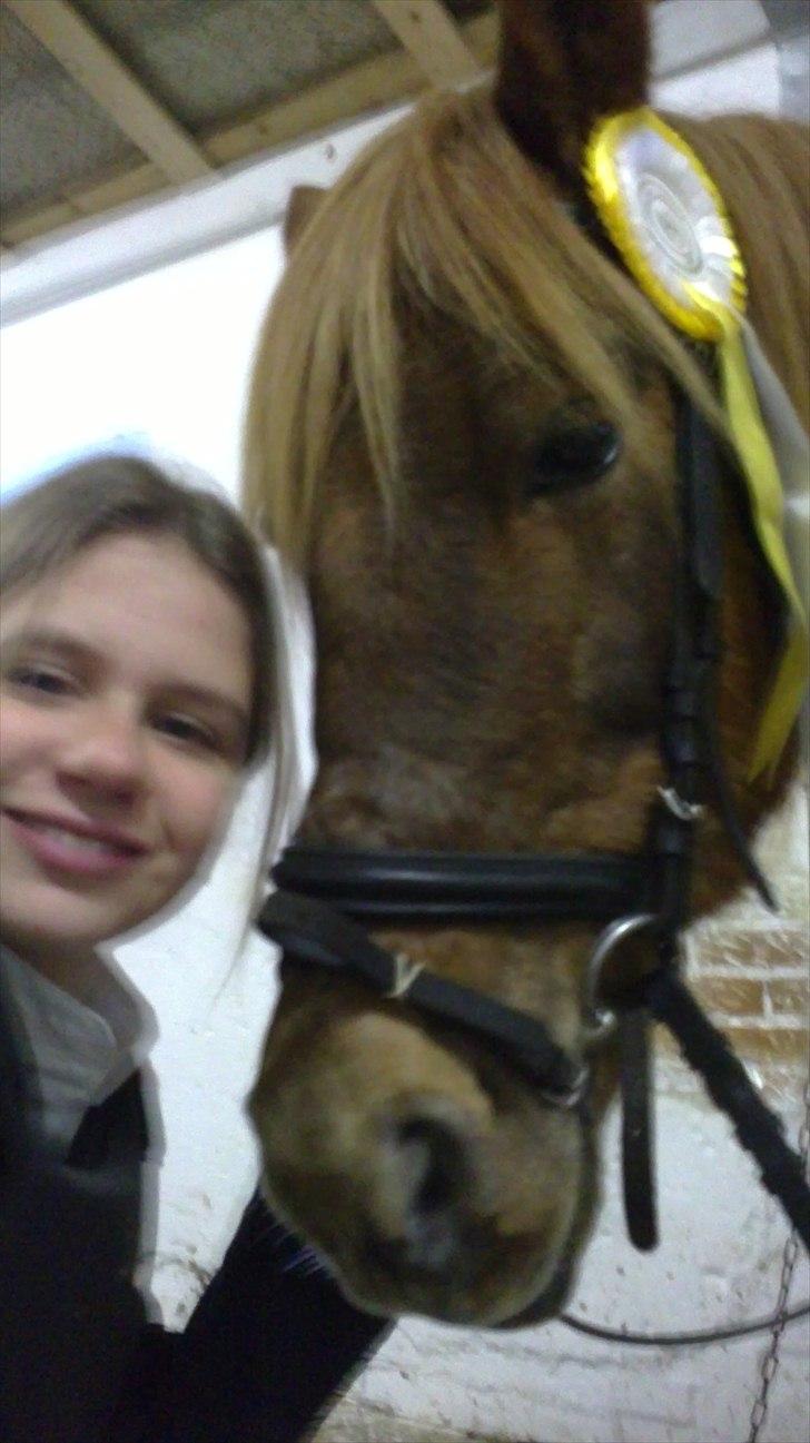 Islænder / Araber Sussi *Elev hest* - I Love You! Du er verdens Bedste hest sussi!!!  billede 6