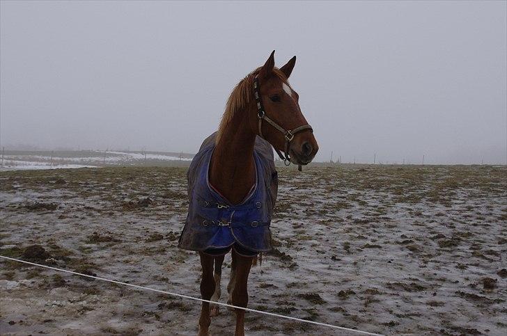 Frederiksborg Majse  - Velkommen til Majses profil :D billede 1