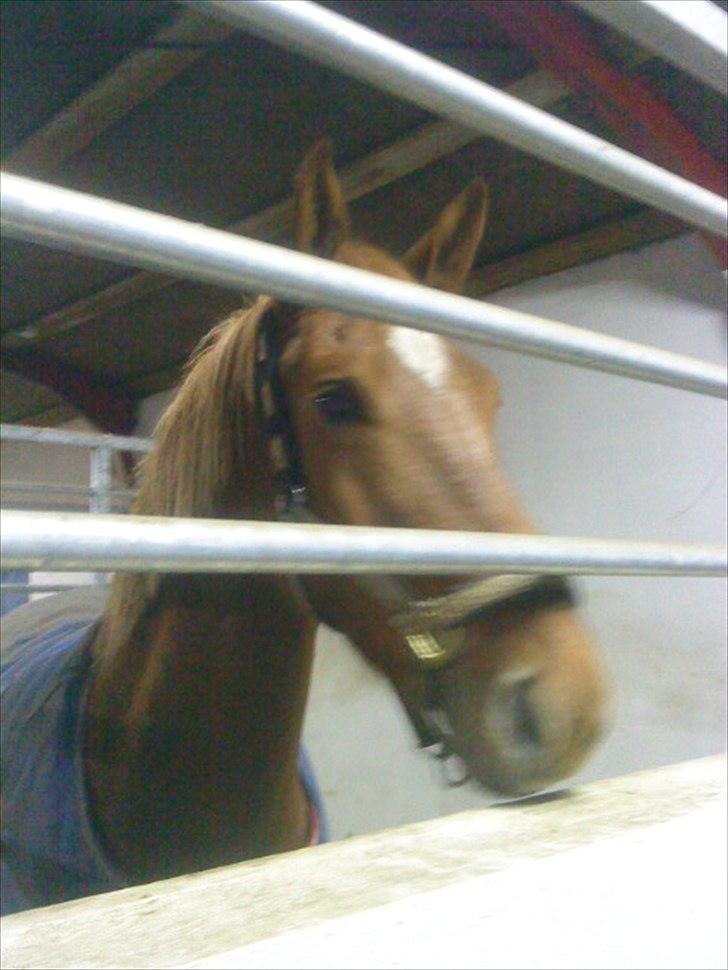 Frederiksborg Majse  - 4 dag hvor vi er sammen, min engel<3 billede 3