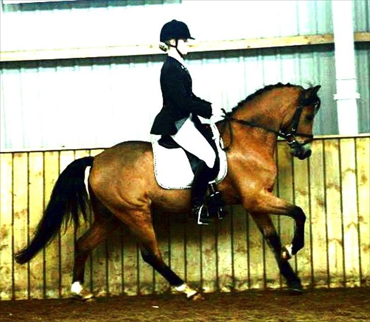 Welsh Pony (sec B) Sir Jackson billede 2