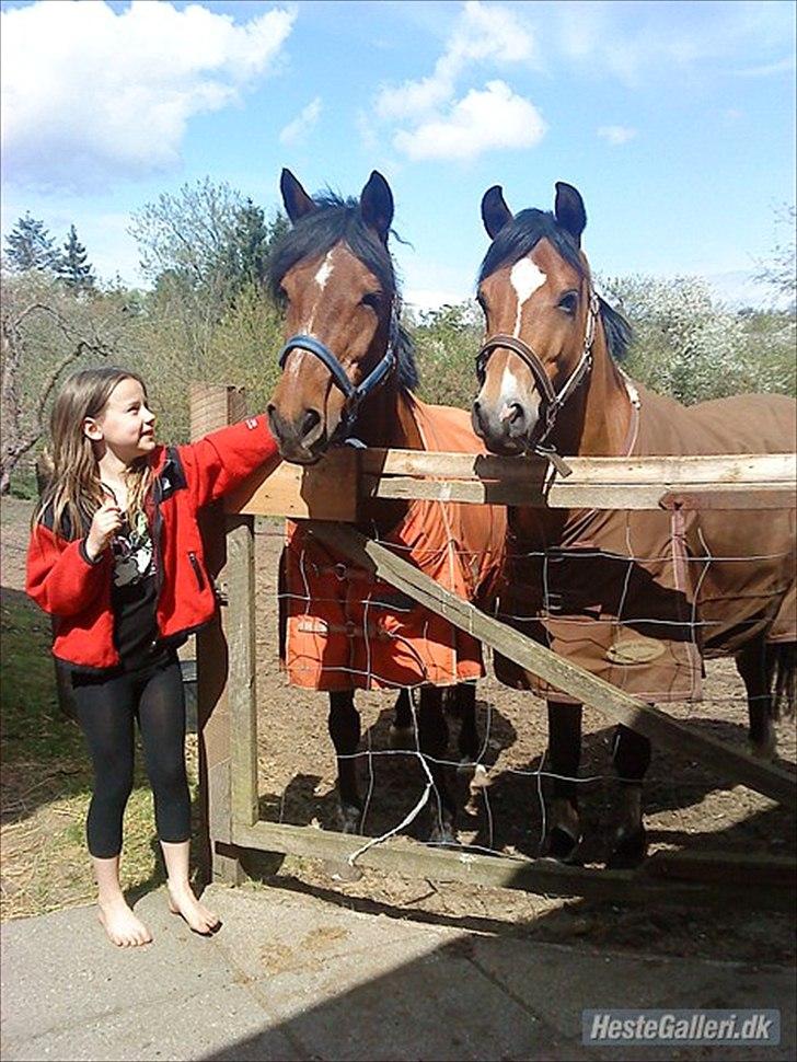 Welsh Pony (sec B) Sir Jackson billede 5