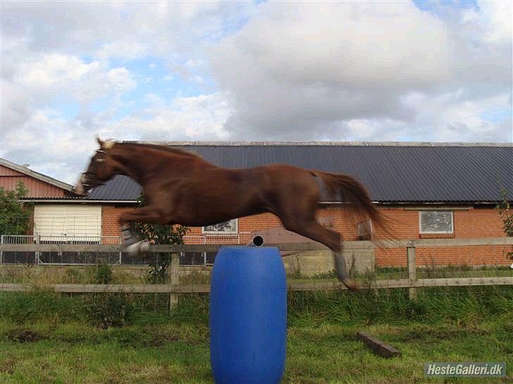 Dansk Varmblod Lillelunds Helle billede 1