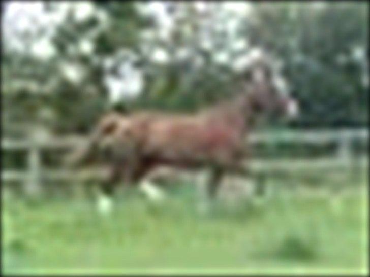 Dansk Varmblod Lillelunds Helle billede 2