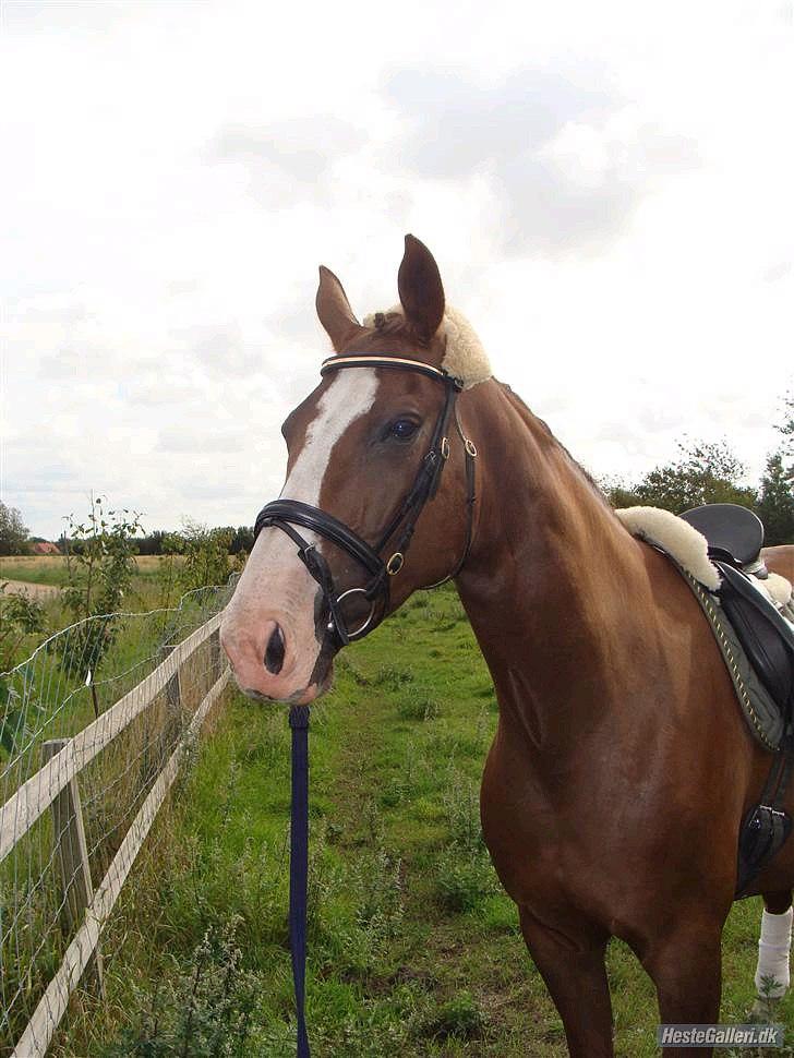 Dansk Varmblod Lillelunds Helle billede 3