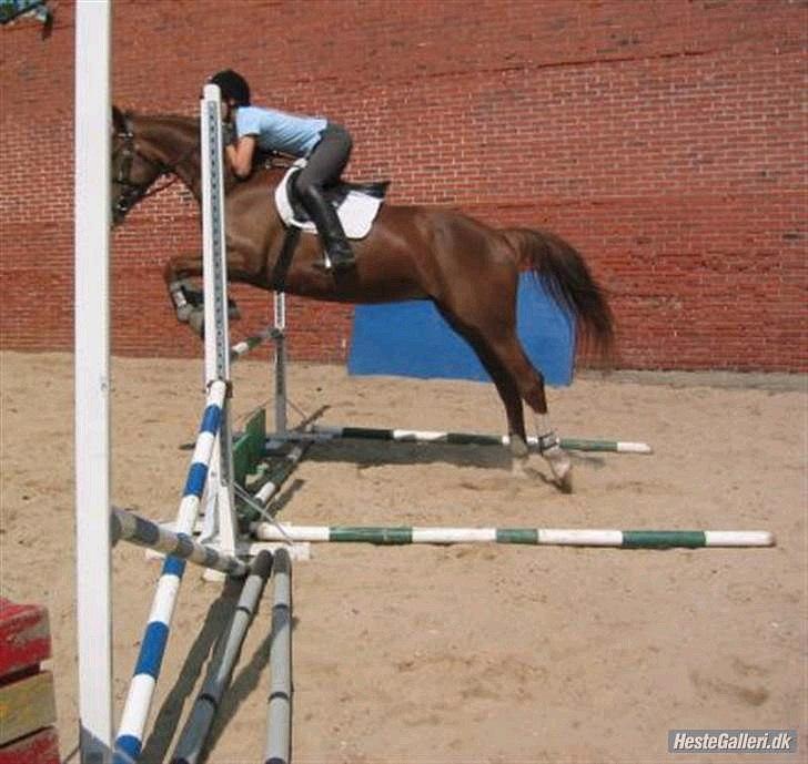 Dansk Varmblod Lillelunds Helle billede 4