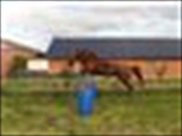 Dansk Varmblod Lillelunds Helle billede 5