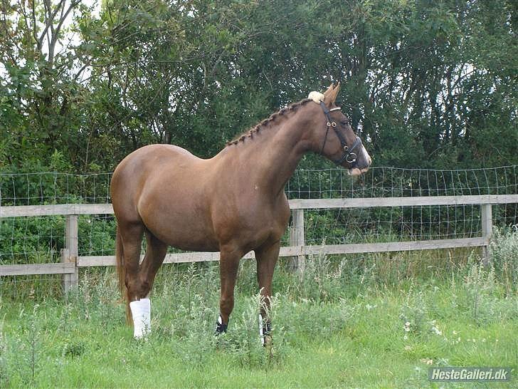 Dansk Varmblod Lillelunds Helle billede 6