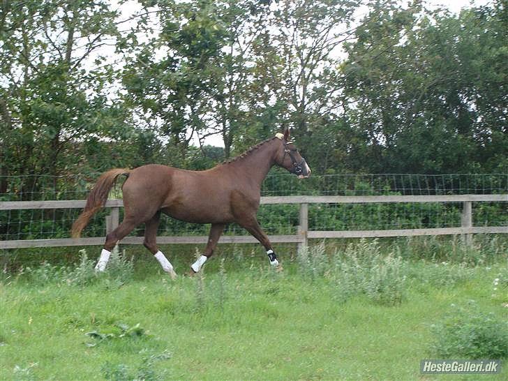 Dansk Varmblod Lillelunds Helle billede 7