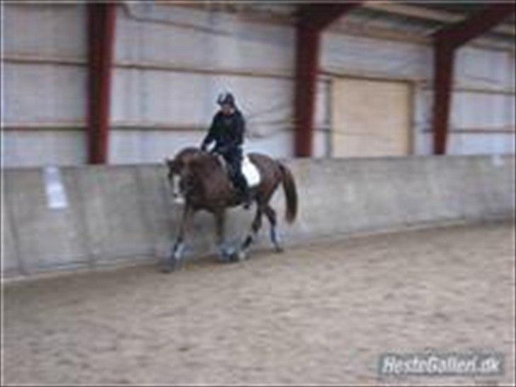 Dansk Varmblod Lillelunds Helle billede 8