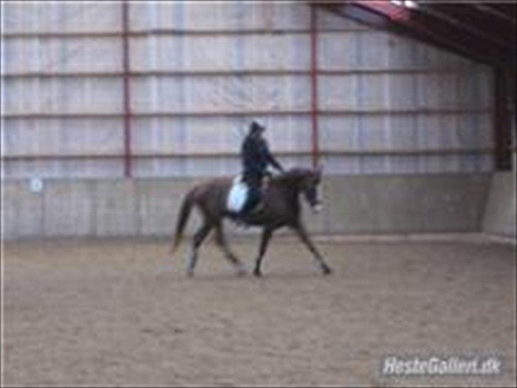 Dansk Varmblod Lillelunds Helle billede 9