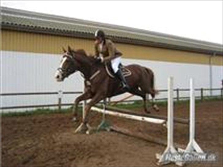 Dansk Varmblod Lillelunds Helle billede 10