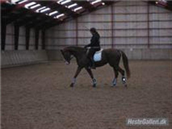 Dansk Varmblod Lillelunds Helle billede 11