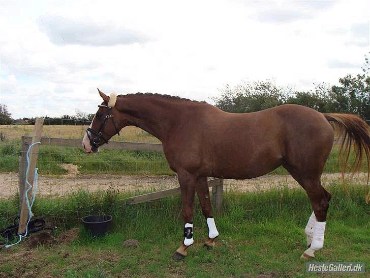 Dansk Varmblod Lillelunds Helle billede 12