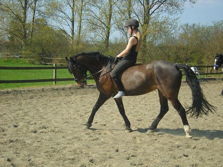 Welsh Pony af Cob-type (sec C) Søegaards Miss Gipsy  - :* billede 14