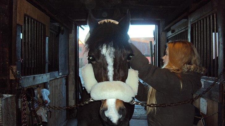 Welsh Pony af Cob-type (sec C) Søegaards Miss Gipsy  - se lige en dejlighed!:D billede 15