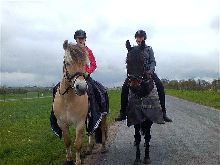 Trakehner Mosegården Goldenas R.I.P billede 13