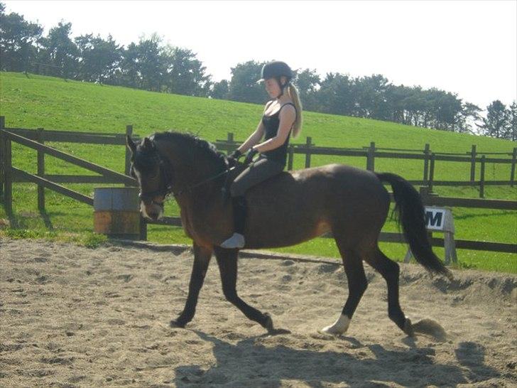 Welsh Pony af Cob-type (sec C) Søegaards Miss Gipsy  billede 19