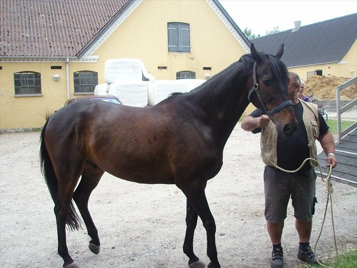 Trakehner Mosegården Goldenas R.I.P billede 14