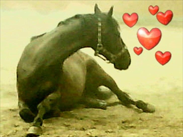 Trakehner Mosegården Goldenas R.I.P billede 15