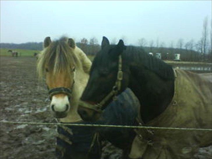 Trakehner Mosegården Goldenas R.I.P billede 17