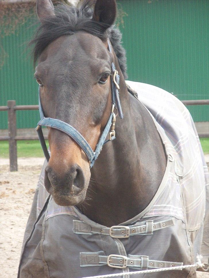 Trakehner Mosegården Goldenas R.I.P billede 18