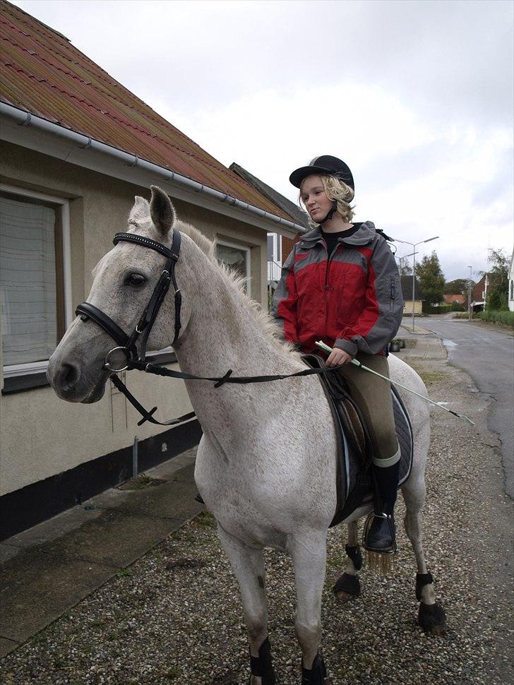Arabisk fuldblod (OX) Wojak OX 1459 - Mig og wojak hjemme på besøg(Foto: Far) billede 10