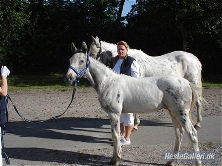 Knabstrupper Coco's Flying Fairytail - foto:stald flying billede 5