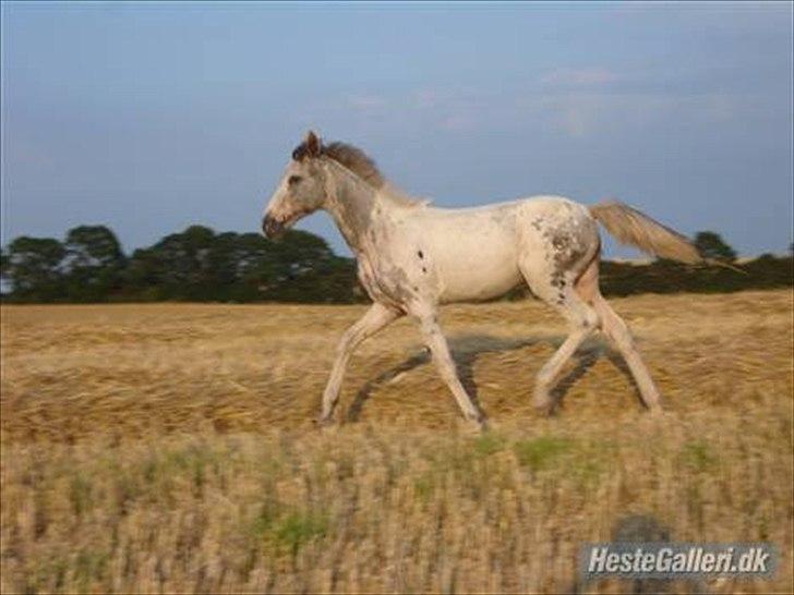 Knabstrupper Coco's Flying Fairytail - foto:stald flying billede 6