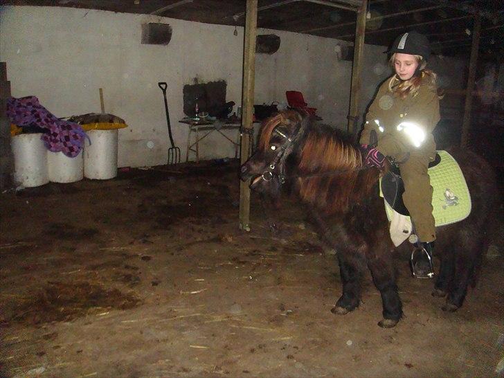 Shetlænder Savanna   - søde savanna billede 6