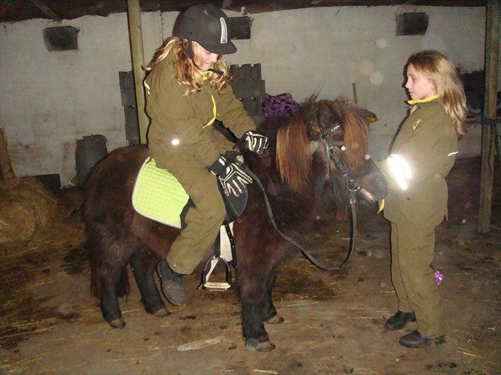 Shetlænder Savanna   - mig som er ved at stige op på savanna :) billede 7