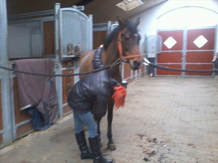 Welsh Pony af Cob-type (sec C) *victoria madly billede 11