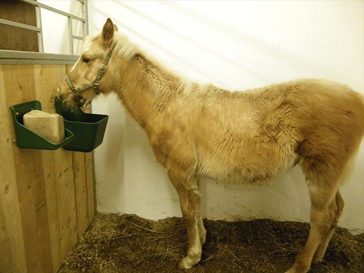 Palomino Taagholt's Armani - Armani i vintertøjet :) billede 17