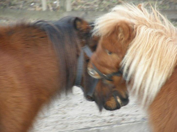 Shetlænder Nikki - 22.01.11 - ej Playboy lad være xD billede 11